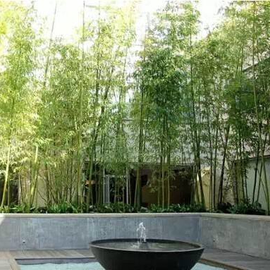 景觀設計噴泉竹林